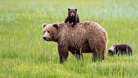 Cuddly Bear Family in a Grassland Setting wallpaper