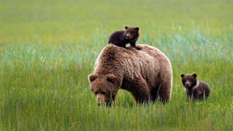 Joyful Bear Family in the Grassland Landscape wallpaper