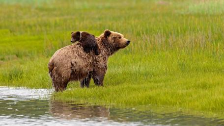 Gentle Moments in the Wilderness wallpaper