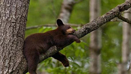 Resting Black Bear in Nature's Embrace wallpaper
