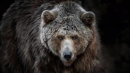 Majestic Grizzly Bear Close-Up wallpaper