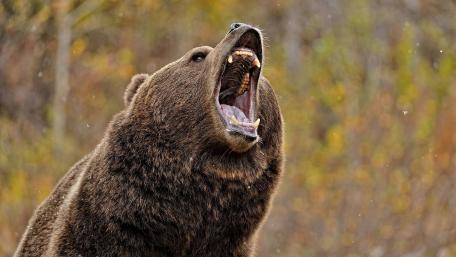 Majestic Grizzly Bear Roaring in Wilderness wallpaper