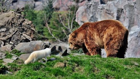 Grizzly bear & Arctic fox wallpaper