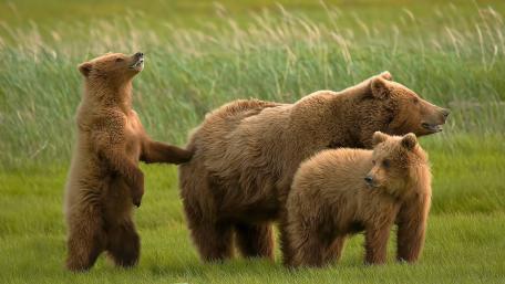 Bears in a Serene Green Landscape wallpaper
