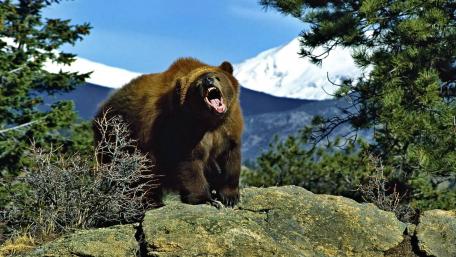 Majestic Roaring Grizzly Bear in Nature Scene wallpaper