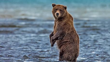 Majestic Bear in Tranquil Waters wallpaper