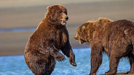 Majestic Bears in Nature's Realm wallpaper