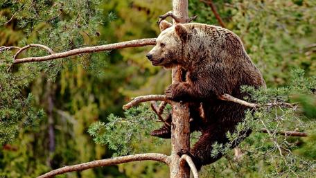 Majestic Bear Climbing a Tree in the Wild wallpaper