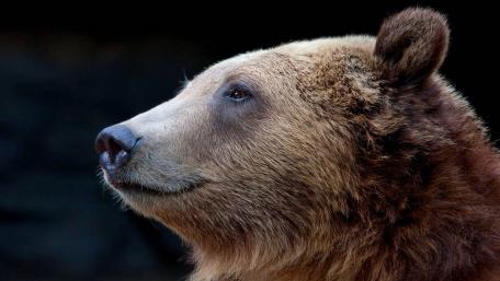 Majestic Bear Profile Wallpaper wallpaper