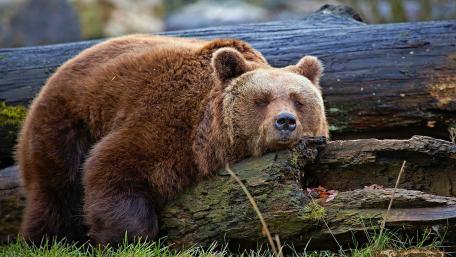 Cozy Grizzly Bear in Nature's Embrace wallpaper