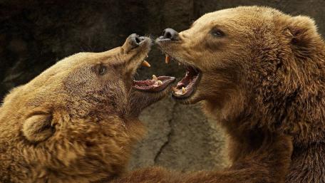 Powerful Bears in Passionate Encounter wallpaper
