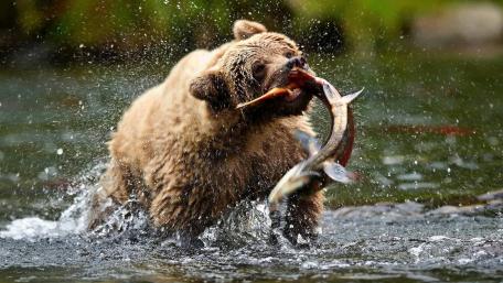 Majestic Grizzly Bear Catching Fish in Action wallpaper