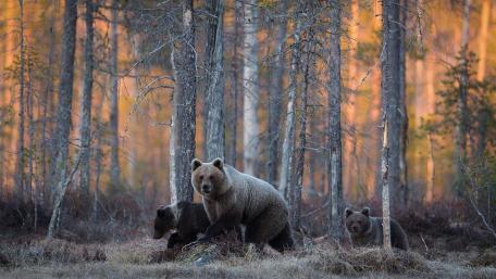 Majestic Bear Family in Nature wallpaper