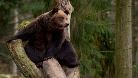 Majestic Bear in Nature's Embrace wallpaper