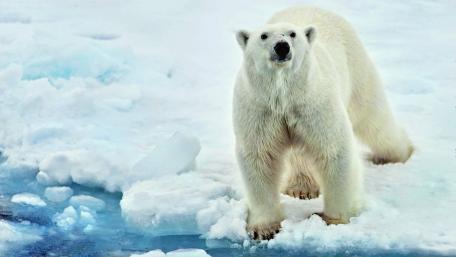Majestic Polar Bear on Iceberg wallpaper