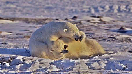 Playful Polar Bears in a Snowy Landscape wallpaper