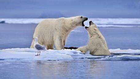 Majestic Polar Bears in Arctic Harmony wallpaper