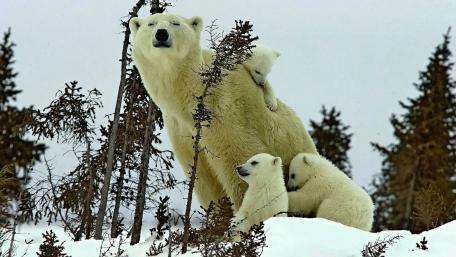 Majestic Polar Bear Family in the Snowy Wilderness wallpaper