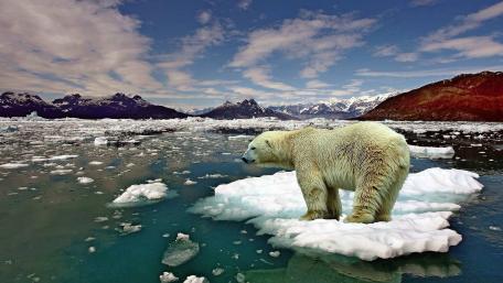 Majestic Polar Bear on an Iceberg wallpaper