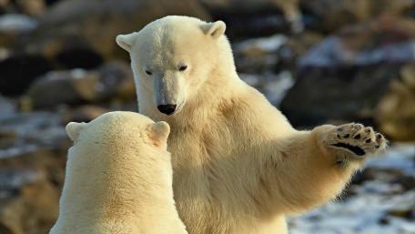 Majestic Polar Bears in Their Natural Habitat wallpaper