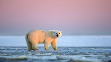Majestic Polar Bear in Arctic Serenity wallpaper