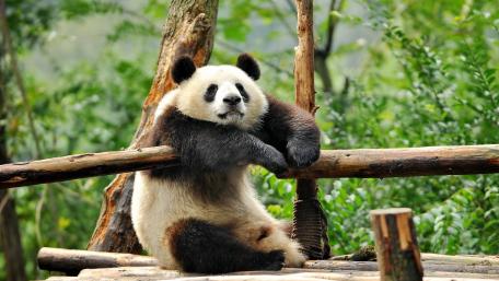Panda Serenity in Lush Greenery wallpaper