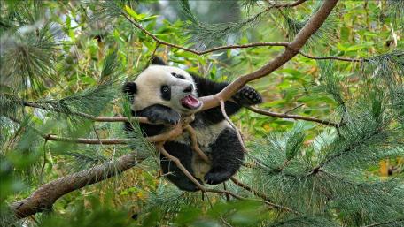 Playful Panda in a Tree wallpaper