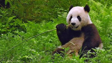 Adorable Panda Enjoying Bamboo Snack wallpaper