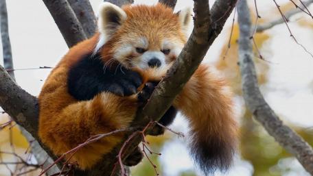 Adorable Red Panda Relaxing in a Tree wallpaper