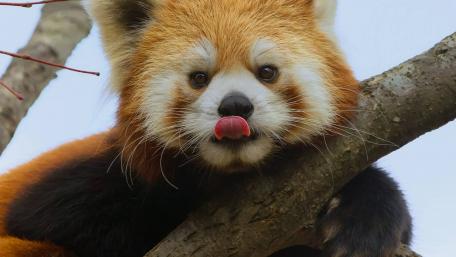Adorable Red Panda Poking Tongue Out wallpaper