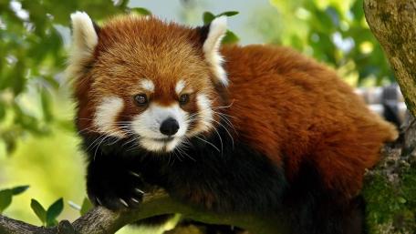 Adorable Red Panda Relaxing on a Branch wallpaper