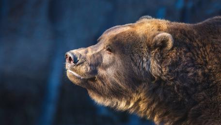 Majestic Bear in Nature's Embrace wallpaper
