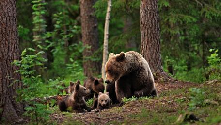 Adorable Bear Family in the Forest wallpaper