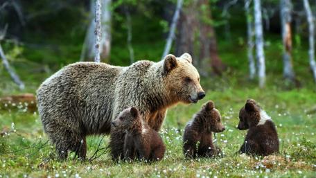 Adorable Bear Family in Lush Wilderness wallpaper