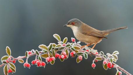 Charming Winter Bird Perched on Berries wallpaper