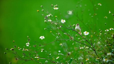 Charming Little Bird Among Spring Wildflowers wallpaper