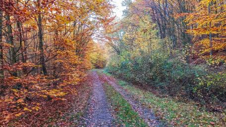 Fall forest wallpaper