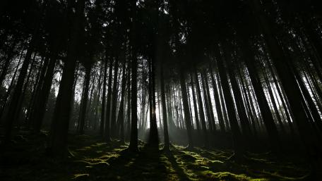 Thick dark forest wallpaper