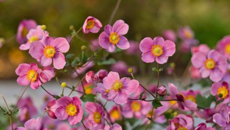 Pink anemones flowers wallpaper