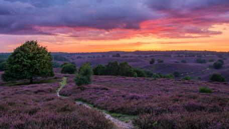 Posbank Veluwe national park at sunset wallpaper