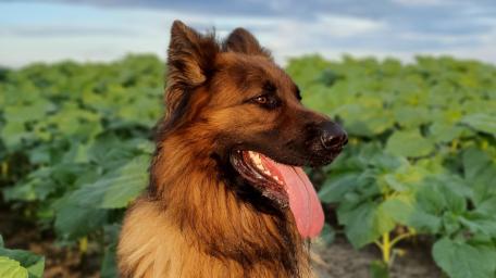 Majestic German Shepherd in Nature wallpaper