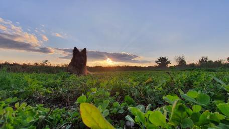 Joyful German Shepherd at Sunset in Nature's Embrace wallpaper
