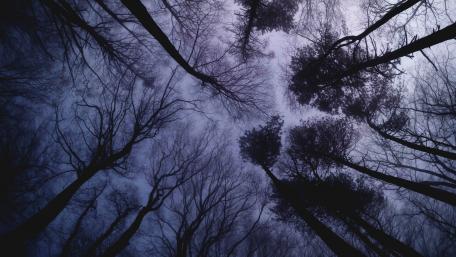 Northern Hardwood forest wallpaper