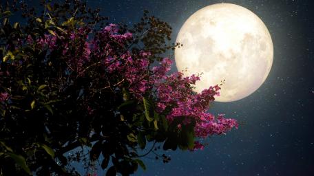 Supermoon Over Blooming Tree at Night Sky wallpaper