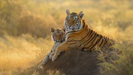 Tigers wallpaper