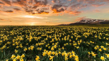 Daffodil field wallpaper
