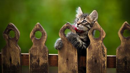 Curious Cat Behind a Wooden Fence wallpaper