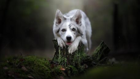 Playful Pup in Enchanted Forest wallpaper