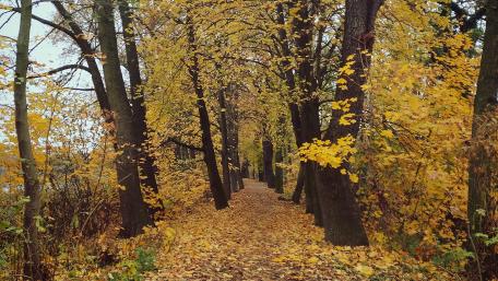 Golden Path Through Autumn Trees wallpaper