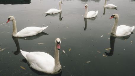 Elegance in Tranquility Among the Swans wallpaper